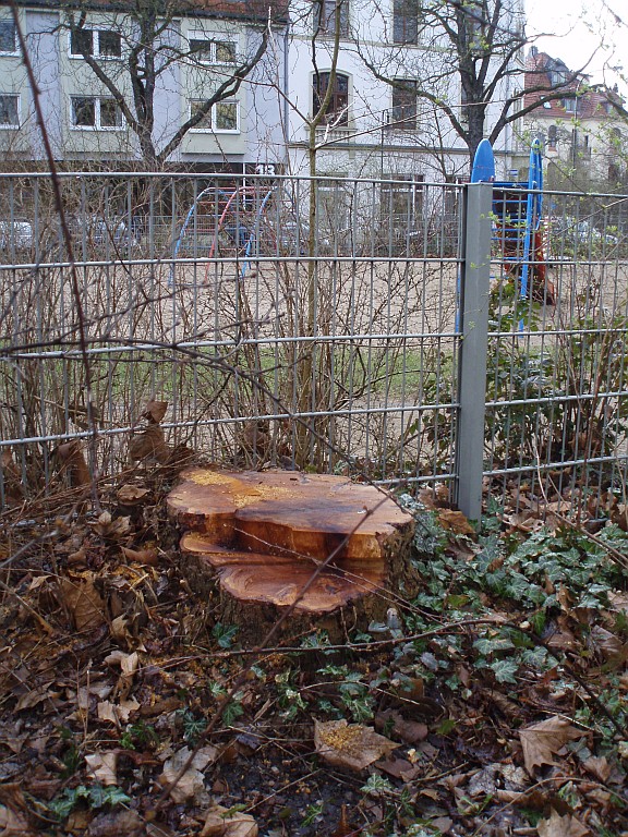 Februar 2010 Baumfällaktion Spielplatz Hirtsrain