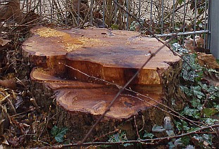 2010 Baumstumpf am Spielplatz Hirtsrain